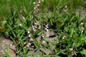 Attēlu rezultāti vaicājumam “Epipactis palustris flower”