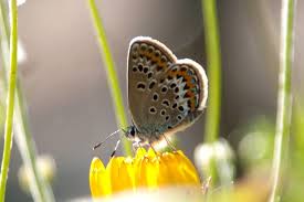 Attēlu rezultāti vaicājumam “Plebejus idas underside”