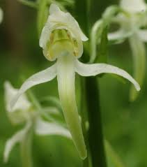 Attēlu rezultāti vaicājumam “Platanthera chlorantha flower”