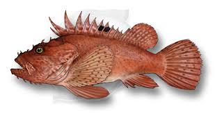 Image result for Scorpaena scrofa