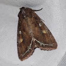 Attēlu rezultāti vaicājumam “Lacanobia oleracea”