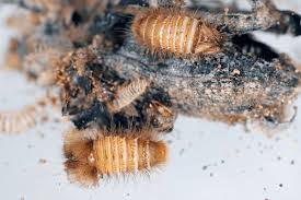 Attēlu rezultāti vaicājumam “Anthrenus sp. larva”