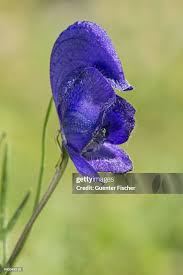 Image result for Eisenhut