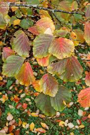 Attēlu rezultāti vaicājumam “Hamamelis japonica leaf”