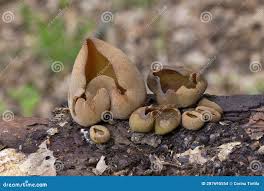 Attēlu rezultāti vaicājumam “Peziza vesiculosa”