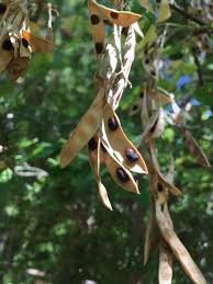 Attēlu rezultāti vaicājumam “Laburnum alpinum fruit”