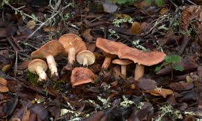 Attēlu rezultāti vaicājumam “Lactarius”