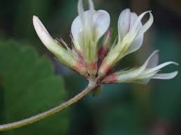 Attēlu rezultāti vaicājumam “Trifolium medium bud”