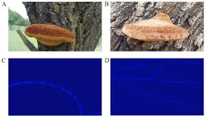 Attēlu rezultāti vaicājumam “Inonotus leporinus”