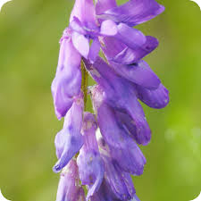 Attēlu rezultāti vaicājumam “Vicia cracca bud”