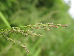 Attēlu rezultāti vaicājumam “Glyceria striata fruit”