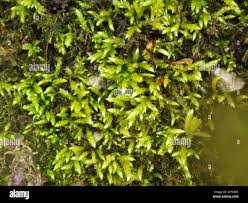 Attēlu rezultāti vaicājumam “Brachythecium rivulare”