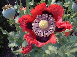 Attēlu rezultāti vaicājumam “Papaver orientale  flower”