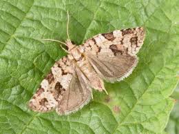 Attēlu rezultāti vaicājumam “Dichelia histrionana”