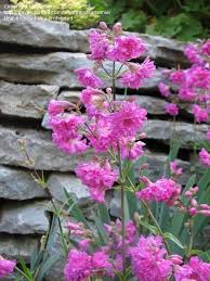 Attēlu rezultāti vaicājumam “Silene viscaria”