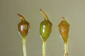 Attēlu rezultāti vaicājumam “Tortula truncata sporophyte”