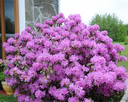 Attēlu rezultāti vaicājumam “rhododendron”