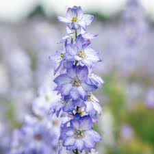 Image result for Delphinium consolida