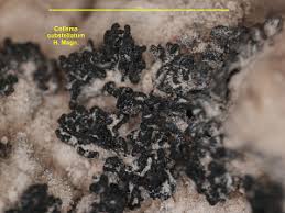 Attēlu rezultāti vaicājumam “Collema”