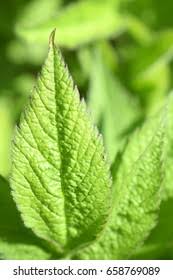 Attēlu rezultāti vaicājumam “Chaerophyllum aromaticum”