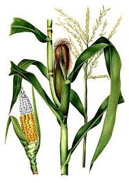 Image result for Mais