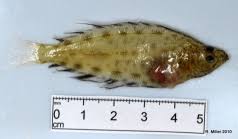 Image result for Hippoglossus hippoglossus