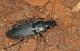 Attēlu rezultāti vaicājumam “Pterostichus melanarius”