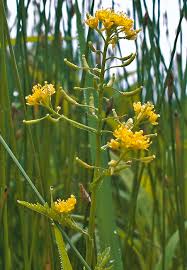 Attēlu rezultāti vaicājumam “Rorippa palustris flower”