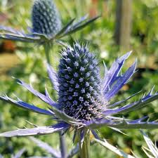 Attēlu rezultāti vaicājumam “Eryngium planum”
