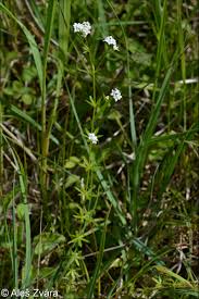 Attēlu rezultāti vaicājumam “Galium uliginosum”