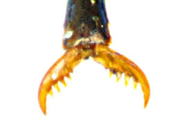 Attēlu rezultāti vaicājumam “Lebia chlorocephala”