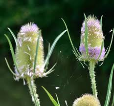 Attēlu rezultāti vaicājumam “Dipsacus fullonum flower”