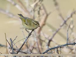 Image result for Phylloscopus humei