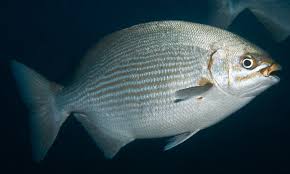 Image result for Kyphosus