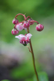 Attēlu rezultāti vaicājumam “Chimaphila umbellata bud”