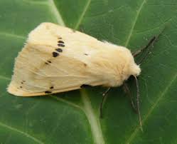 Attēlu rezultāti vaicājumam “Spilosoma lutea larva”