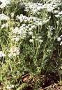 Spice Pages: Caraway Seeds (Carum carvi)