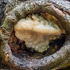 Attēlu rezultāti vaicājumam “Postia stiptica”