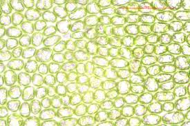 Attēlu rezultāti vaicājumam “Odontoschisma sphagni”