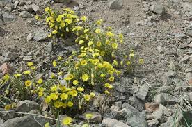 Attēlu rezultāti vaicājumam “Tussilago farfara fruit”