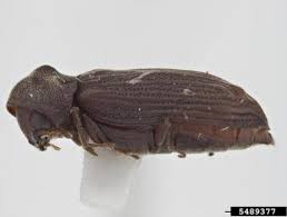 Attēlu rezultāti vaicājumam “Priobium carpini”