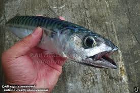 Image result for Scomber scombrus