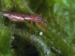 Attēlu rezultāti vaicājumam “Nabidae”