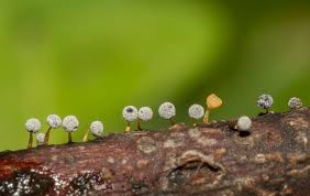 Attēlu rezultāti vaicājumam “Didymium bahiense macro”