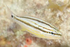 Image result for Haemulon sciurus