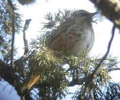 Image result for Turdus naumanni