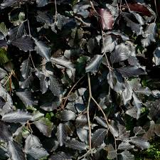 Attēlu rezultāti vaicājumam “Fagus sylvatica fo. purpurea fruit”