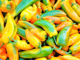 Afbeeldingsresultaat voor marconi golden sweet pepper