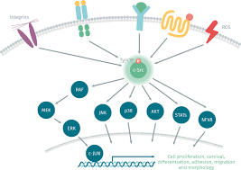 Image result for HTRPC