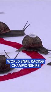 Image result for World Snail Racing Championships